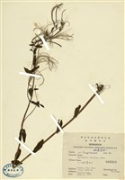 藏品(玉山柳葉菜)的圖片